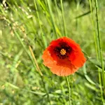 Pferdestall Grafengehaig