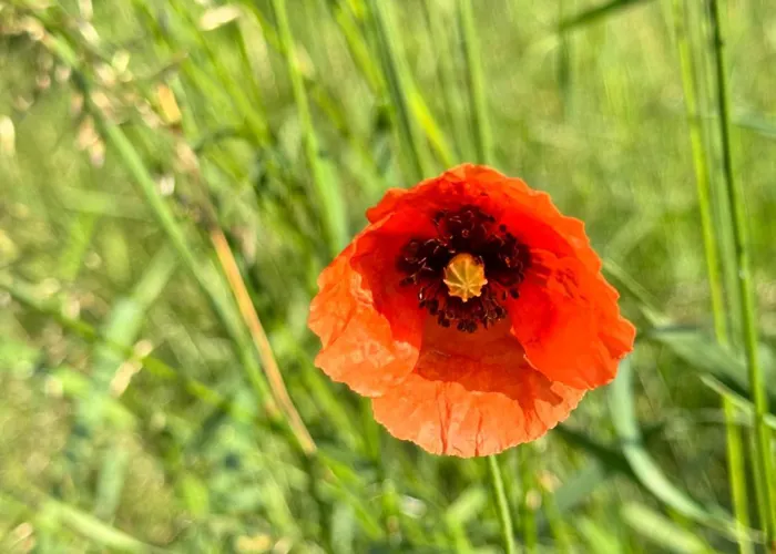 Pferdestall Grafengehaig